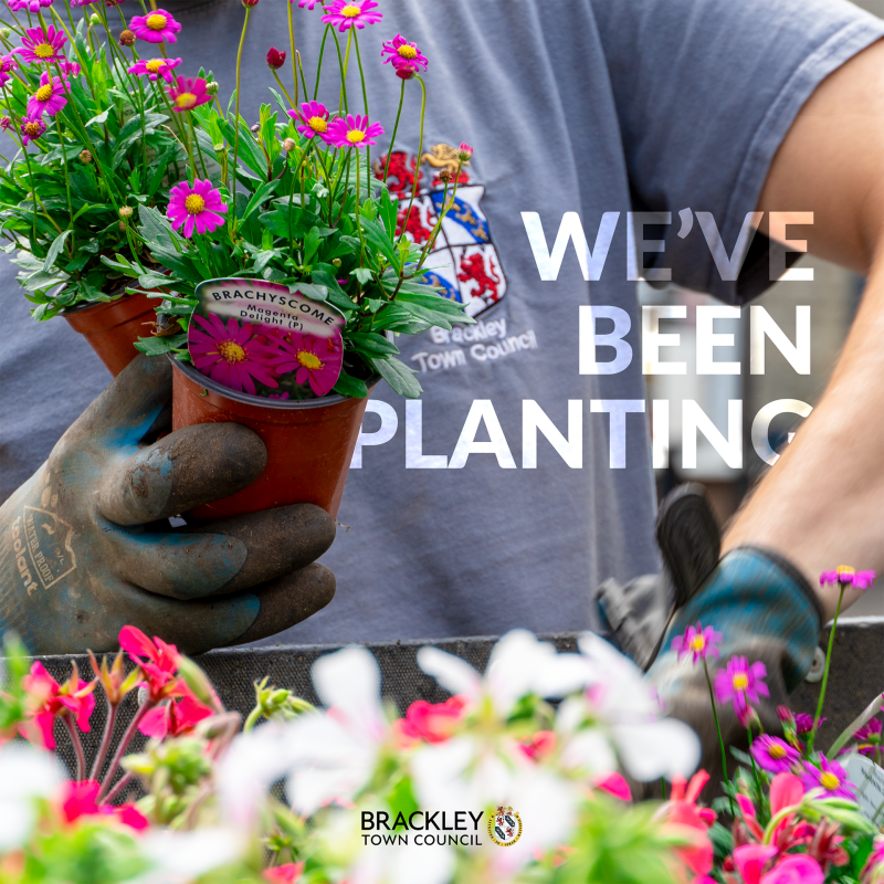 Hands collecting plants for planting, with overlaid text reading 